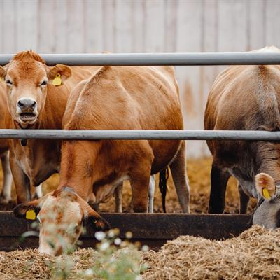 Cover image for research topic "Understanding the Female Reproductive Microbiome in Livestock"