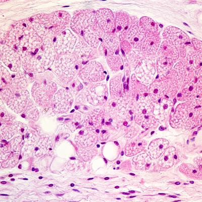 Cover image for research topic "Novel Regulatory Mechanisms behind Thermogenesis of Brown and Beige Adipocytes - Volume II"