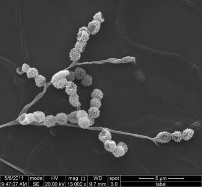 Cover image for research topic "Actinobacteria in Special and Extreme Habitats: Diversity, Function Roles and Environmental Adaptations, Second Edition "