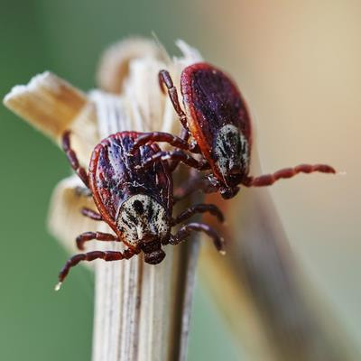 Cover image for research topic "Tick-borne Bunyaviruses: An Emerging Public Health Threat"