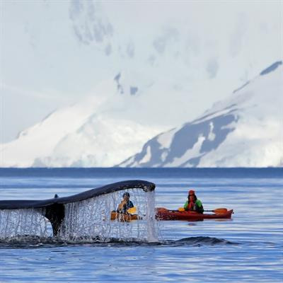 Cover image for research topic "Rebounding Marine Mammal Species and Conservation Recovery Challenges"