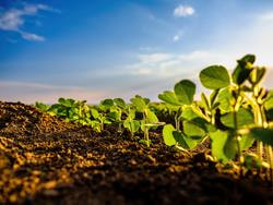 Cover image for research topic "Meeting the Triple-H Challenge: Advanced Crop-Soil-Fertilizer Management Strategies to Maximize Crop Yield, Quality, and Nutrient Efficiency"