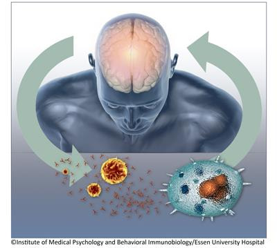 Cover image for research topic "Clinical Relevance of the Immune-to-Brain and Brain-to-Immune Communications"