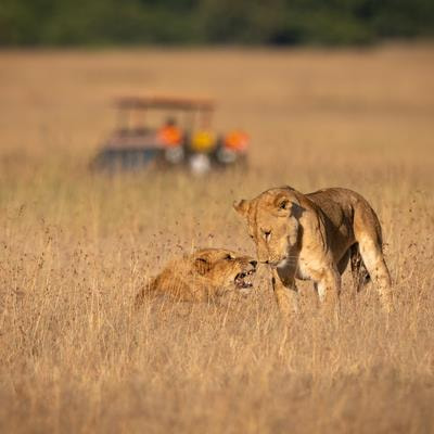 Cover image for research topic "Sexual Selection and Evolutionary Fitness"