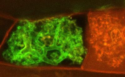 Cover image for research topic "Highlights of iMMM2023 - International Molecular Mycorrhiza Meeting"