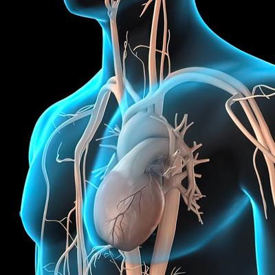 Cover image for research topic "Insights in Cardiovascular and Smooth Muscle Pharmacology: 2023"