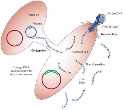 Cover image for research topic "Horizontal Gene Transfer and Genetic Diversity in Bacteria"