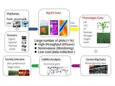 Cover image for research topic "Advances in High-throughput Plant Phenotyping by Multi-platform Remote Sensing Technologies"