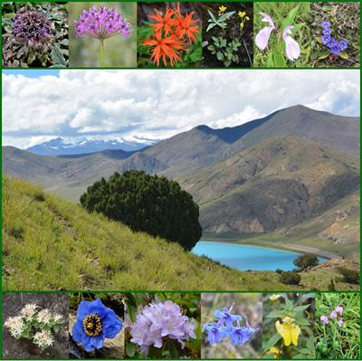 Cover image for research topic "Population Genetics and Evolutionary History of Plants in Mountainous Regions"