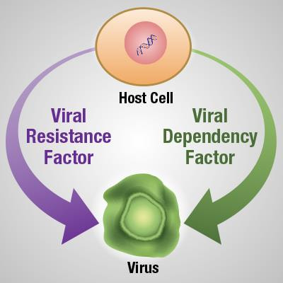 Cover image for research topic "Host Genetics in Viral Pathogenesis and Controls"