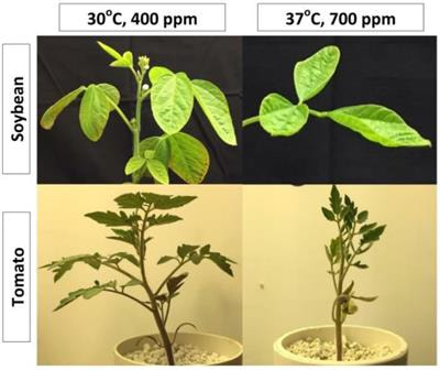 Cover image for research topic "Climate Change and Plant Nutrient Relations"