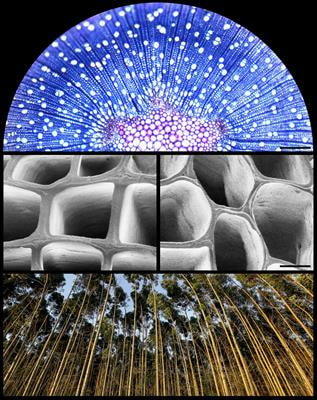 Cover image for research topic "Forest Genomics and Biotechnology"