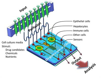 Cover image for research topic "Medical and Industrial Applications of Microfluidic-based Cell/Tissue Culture and Organs-on-a-Chip"