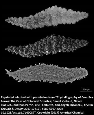 Cover image for research topic "Characterization and Interpretation of Chemical Heterogeneities in Biominerals"