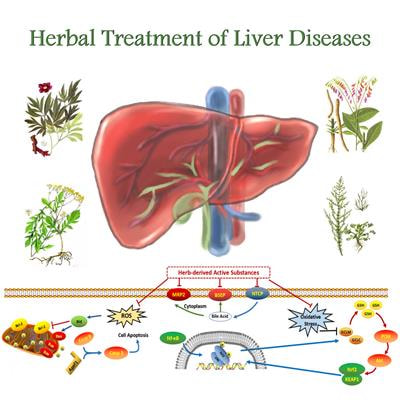 Cover image for research topic "Herbal Medicines in the Treatment of Liver Diseases - Efficacy, Action Mechanisms and Clinical Application"