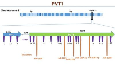 Cover image for research topic "PVT1 in Cancer"