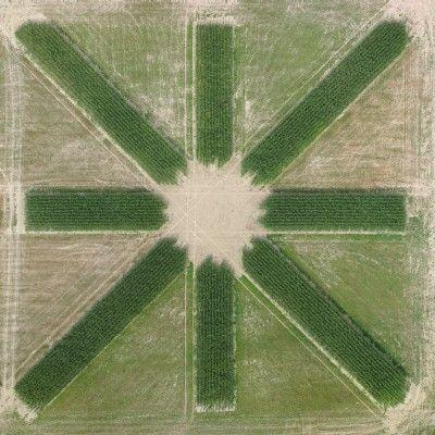 Cover image for research topic "High-Throughput Field Phenotyping to Advance Precision Agriculture and Enhance Genetic Gain"