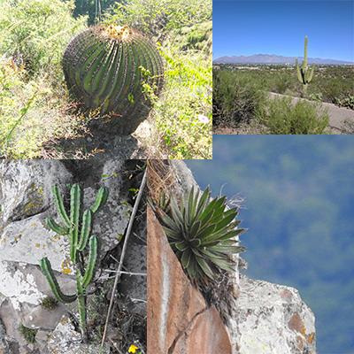 Cover image for research topic "Plant-Bacteria and Plant-Archaea Associations in Arid and Semi-Arid Zones"