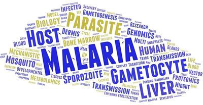 Cover image for research topic "Malaria Transmission Biology"