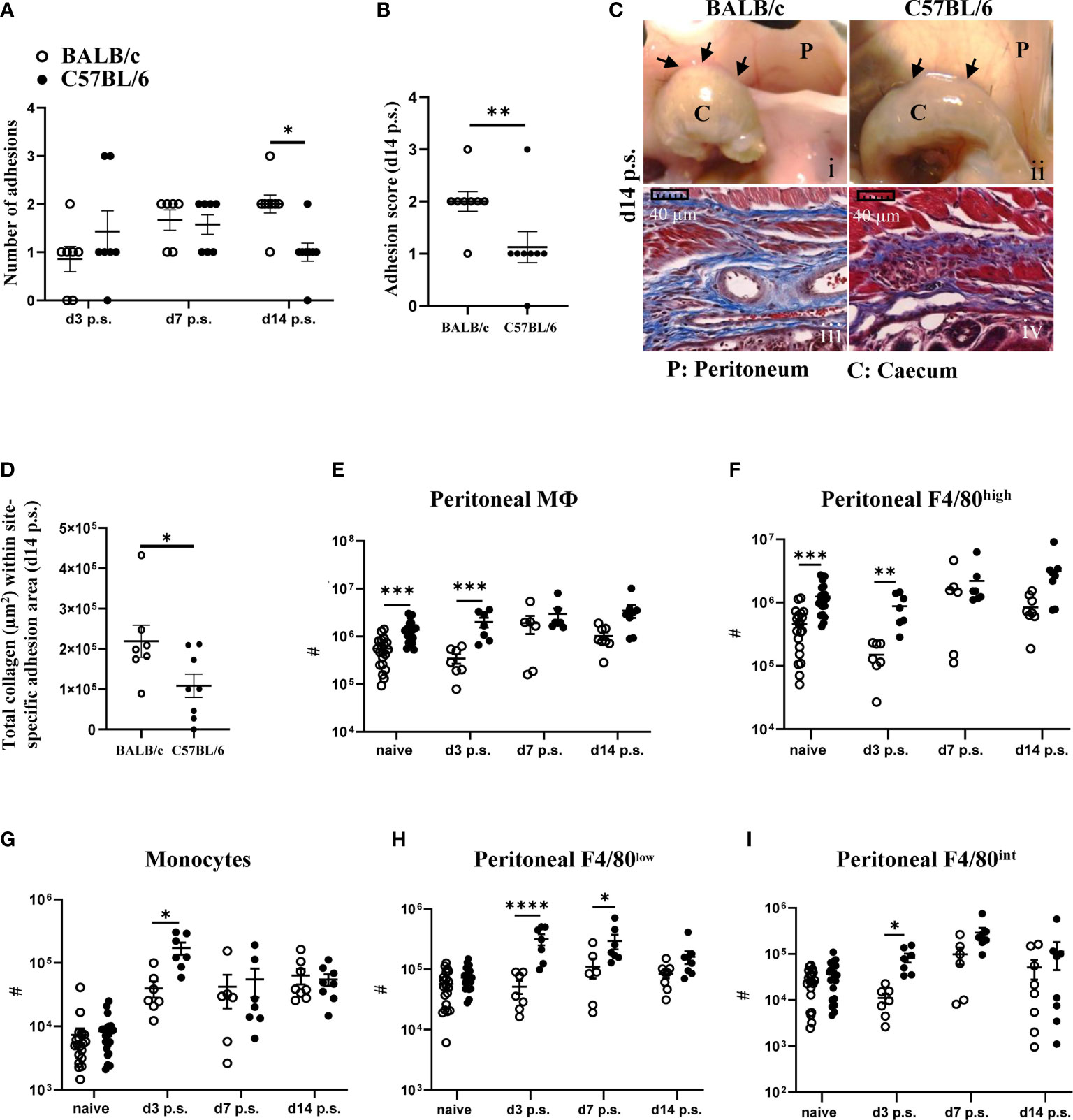 Frontiers | Monocyte-derived peritoneal macrophages protect C57BL/6 ...