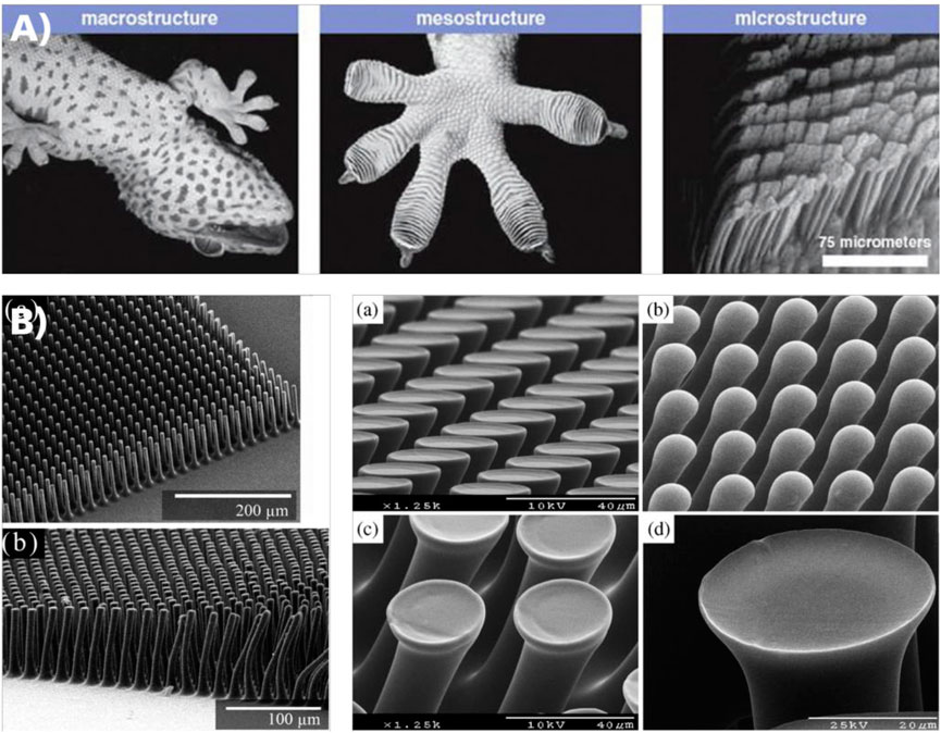 Frontiers  Biomimetics for innovative and future-oriented space  applications - A review