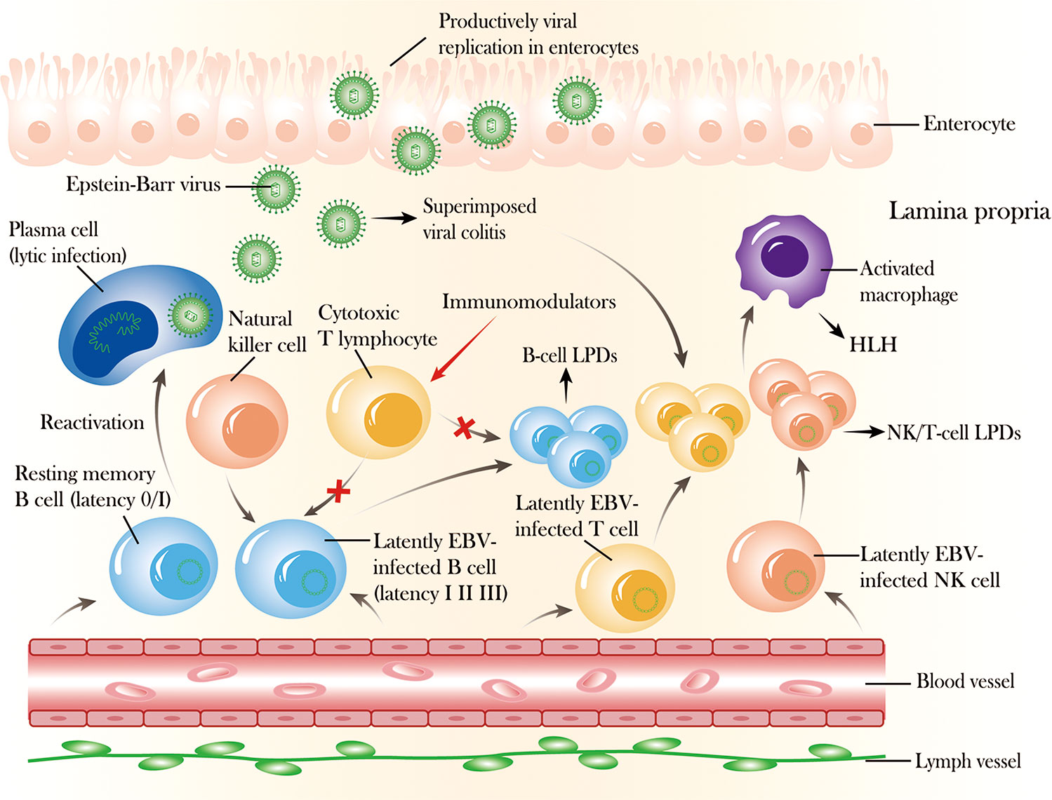 Frontiers Impact Of Epstein Barr Virus Infection In Patients With 