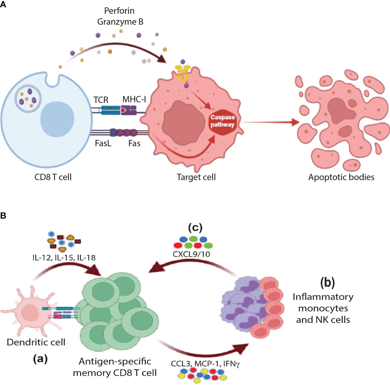 Frontiers | Non-cytotoxic functions of CD8 T cells: “repentance of a ...