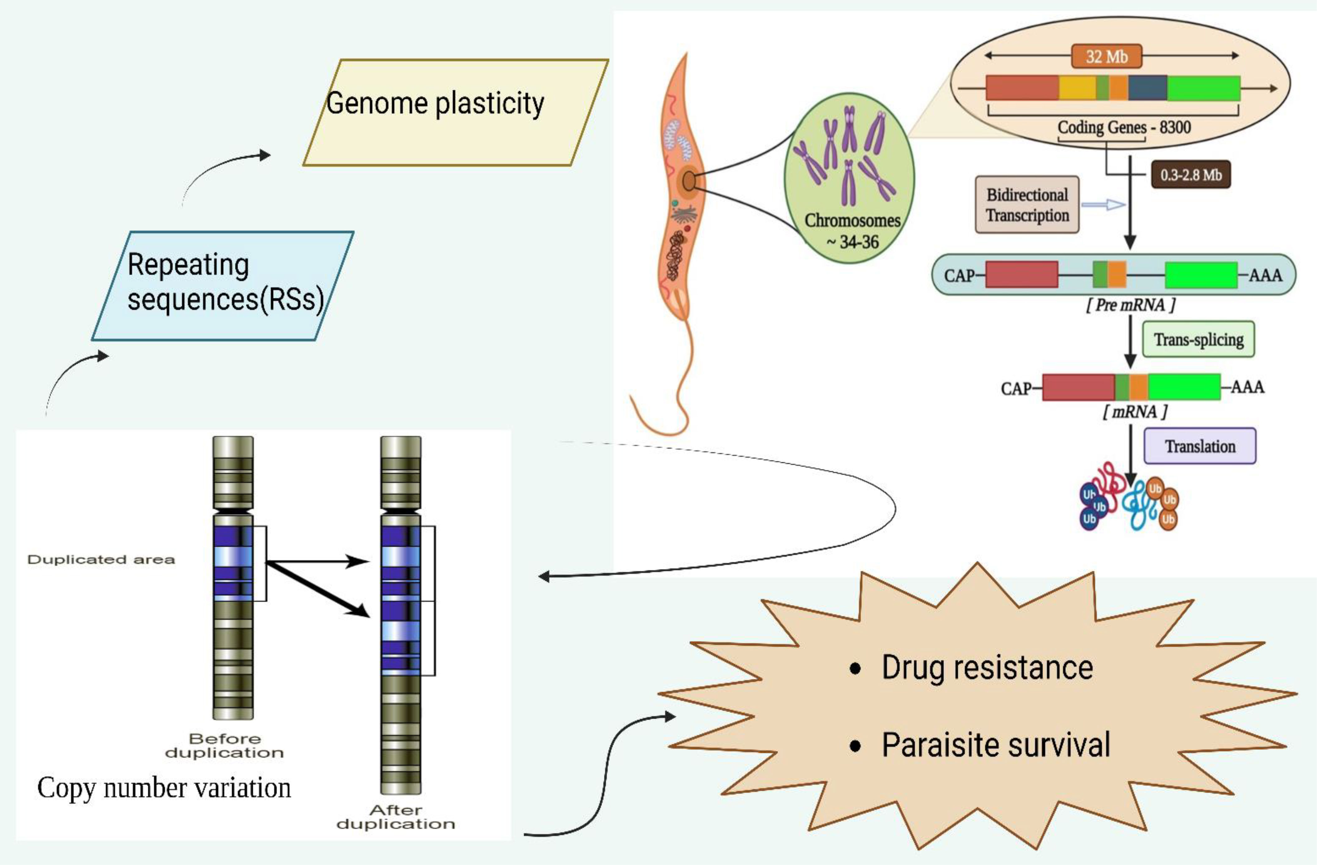 Frontiers  The paradigm of intracellular parasite survival and drug  resistance in leishmanial parasite through genome plasticity and  epigenetics: Perception and future perspective
