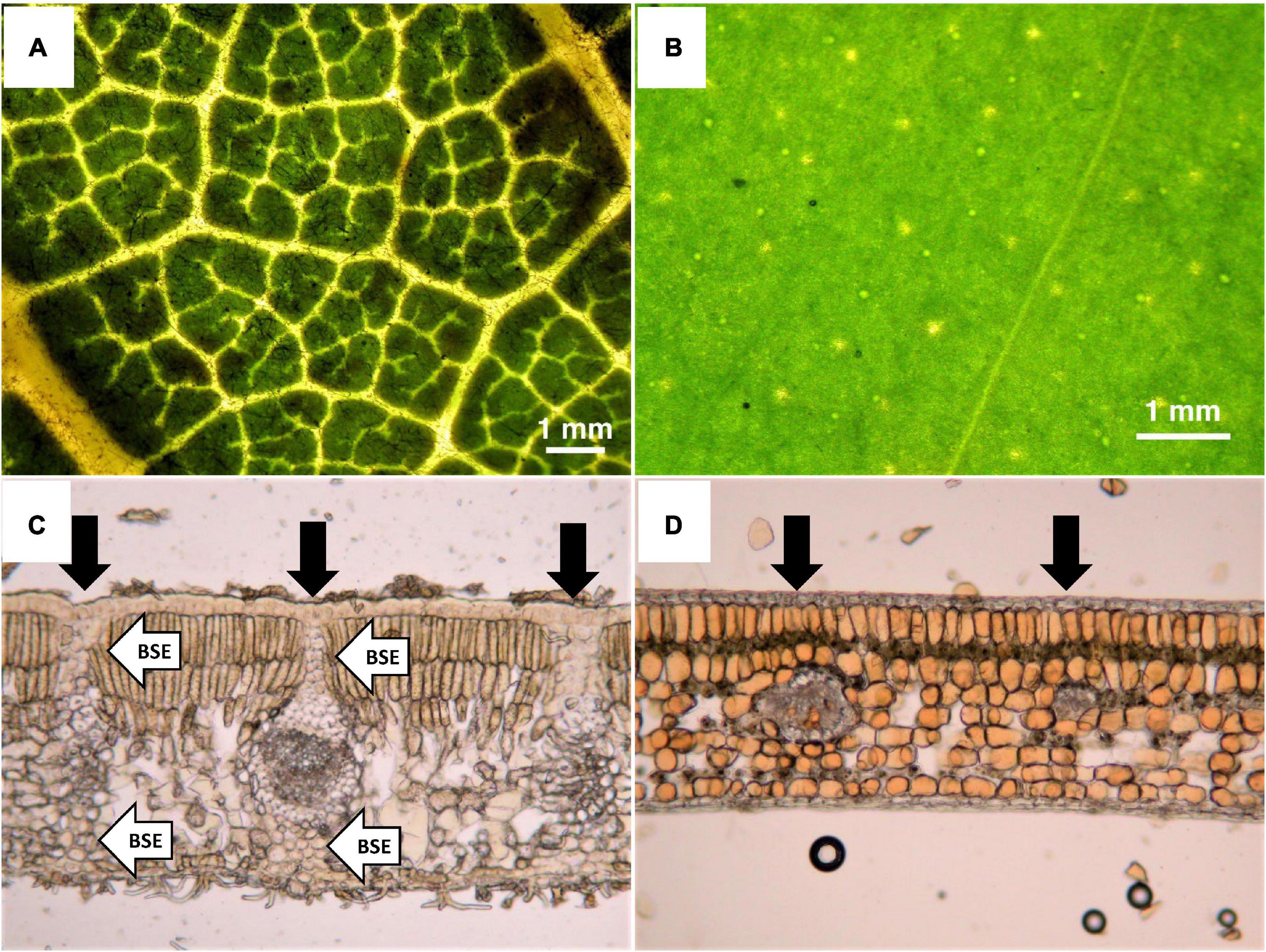Frontiers | Leaf toughness increases with tree height and is