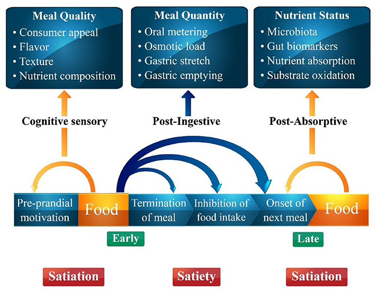 Satiety and reduced food intake