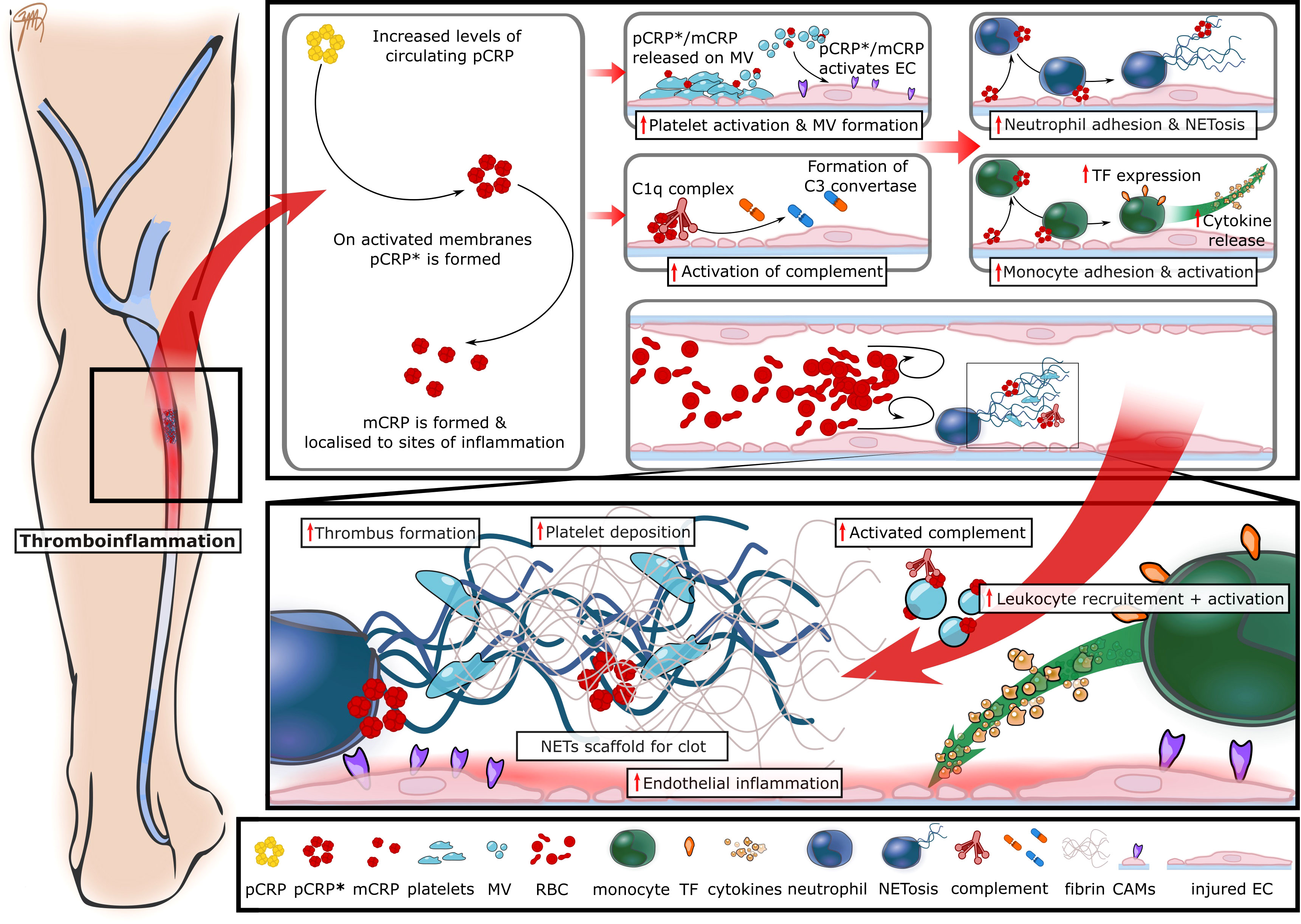 Frontiers C reactive Protein Immunothrombosis And Venous Thromboembolism