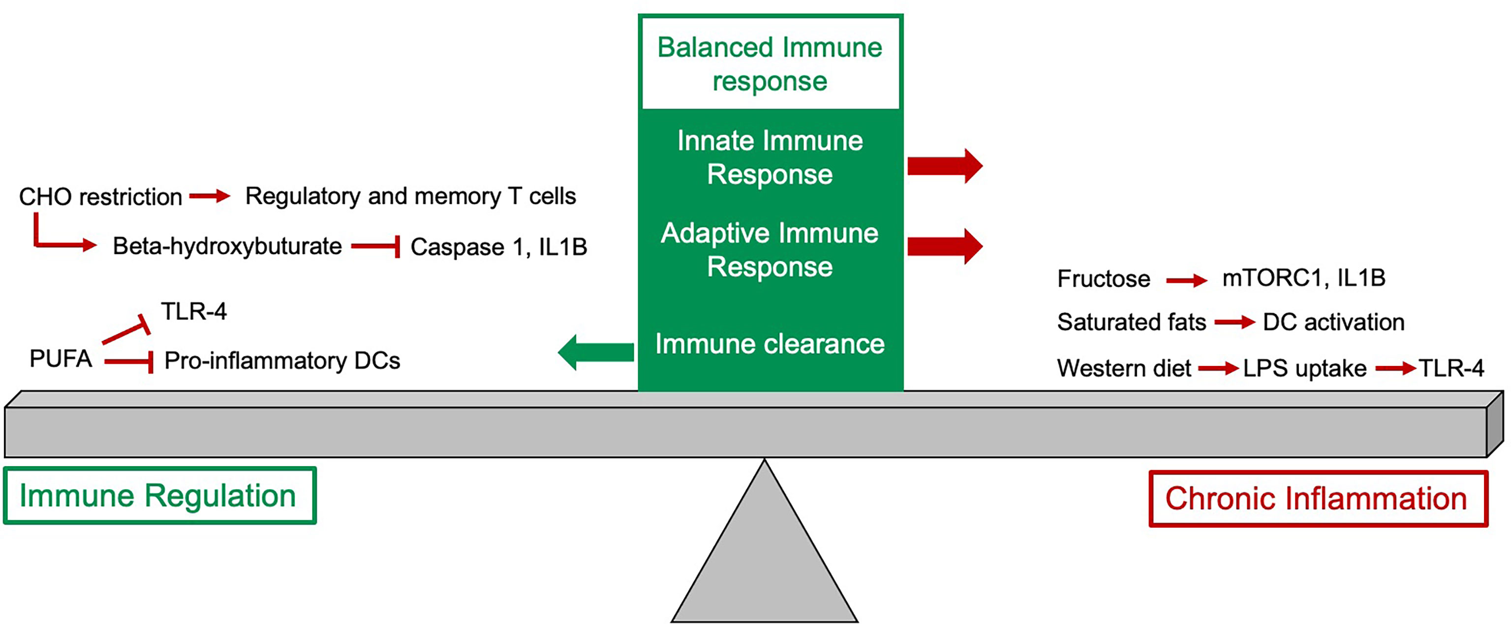 Frontiers You Are What You Eat How To Best Fuel Your Immune System