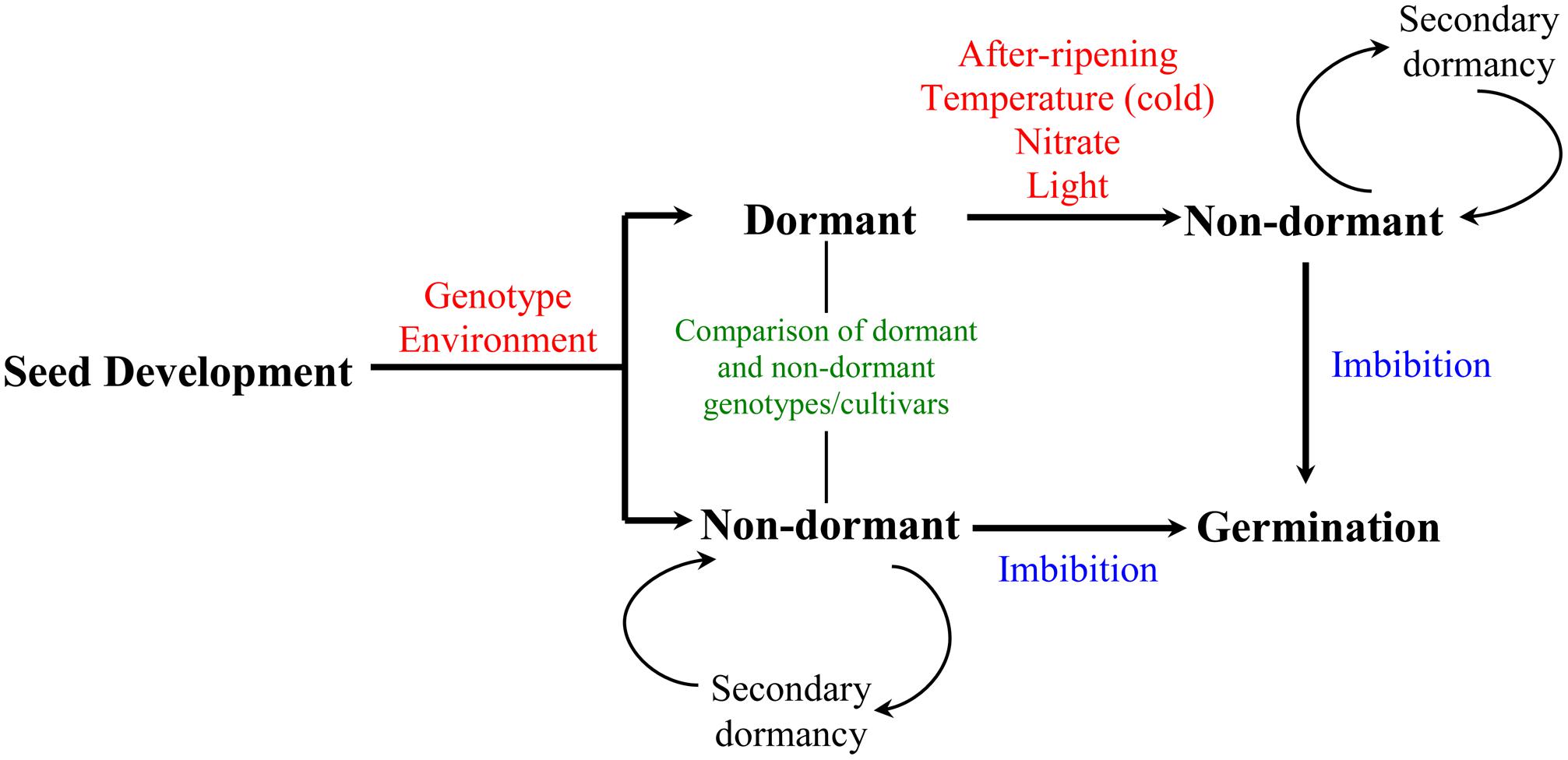 Frontiers | Functional genomics of seed dormancy in wheat: advances and ...