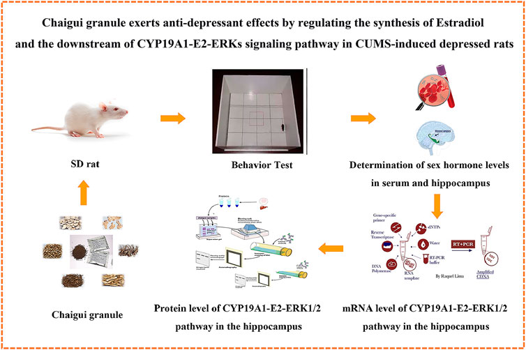 Frontiers Chaigui Granule Exerts Anti Depressant Effects By Regulating The Synthesis Of Estradiol And The Downstream Of Cyp19a1 E2 Erks Signaling Pathway In Cums Induced Depressed Rats