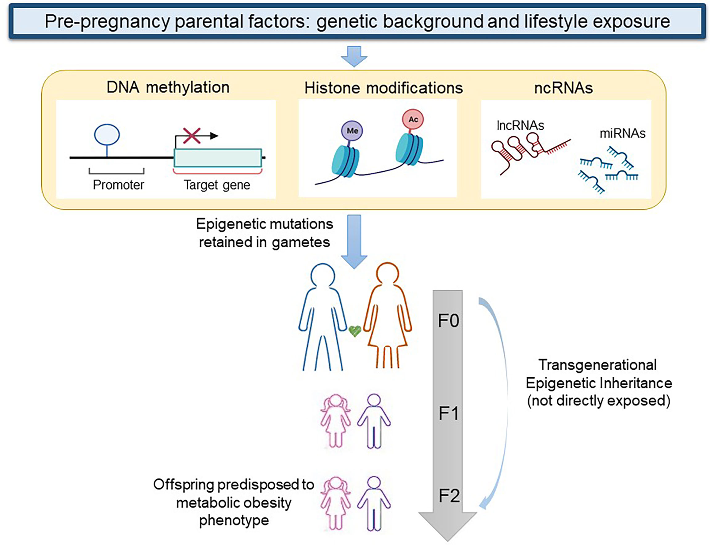 The role of polygenic risk and susceptibility genes in breast cancer over  the course of life