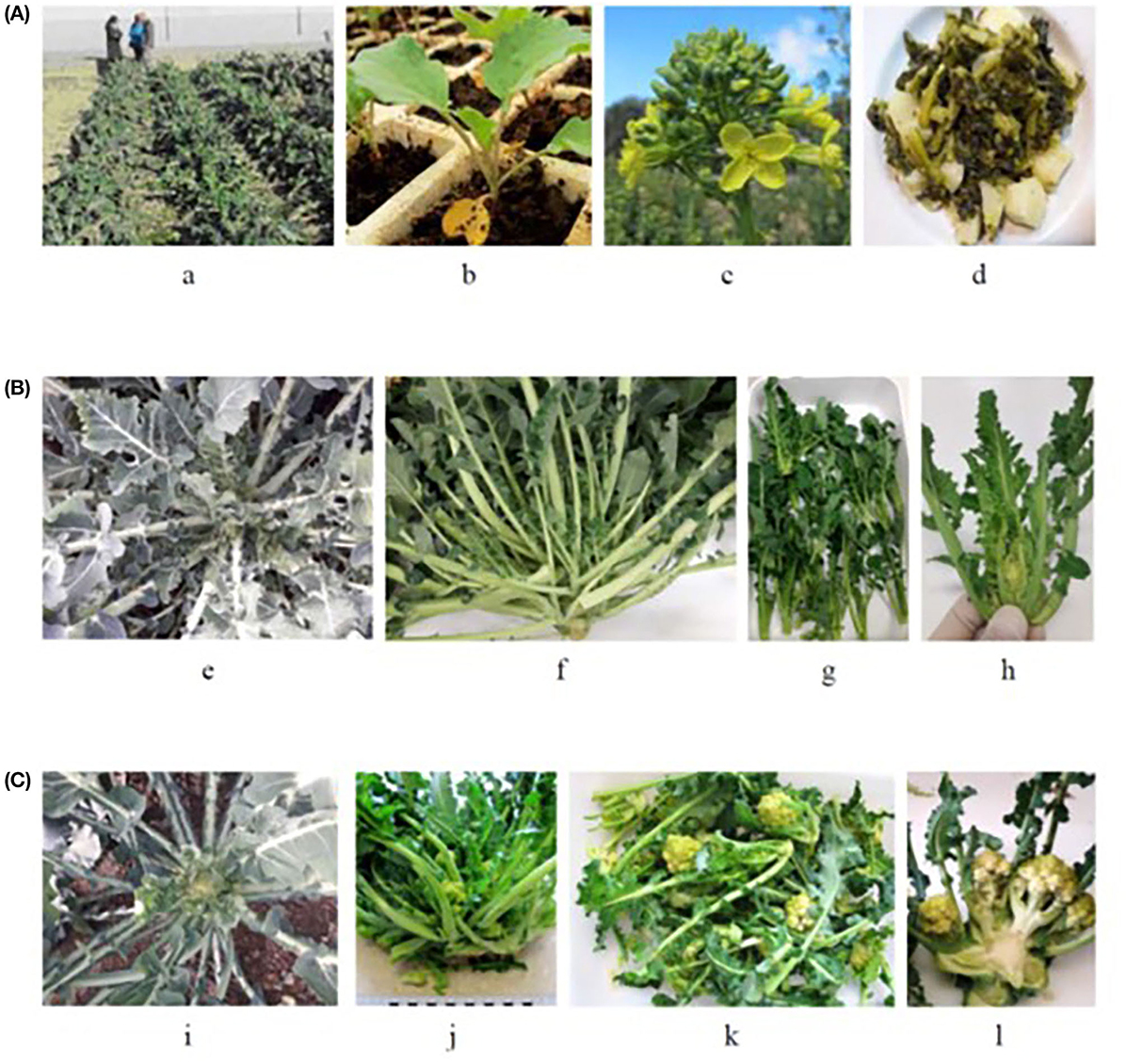 Frontiers  Biochemical and antioxidant activity of wild edible