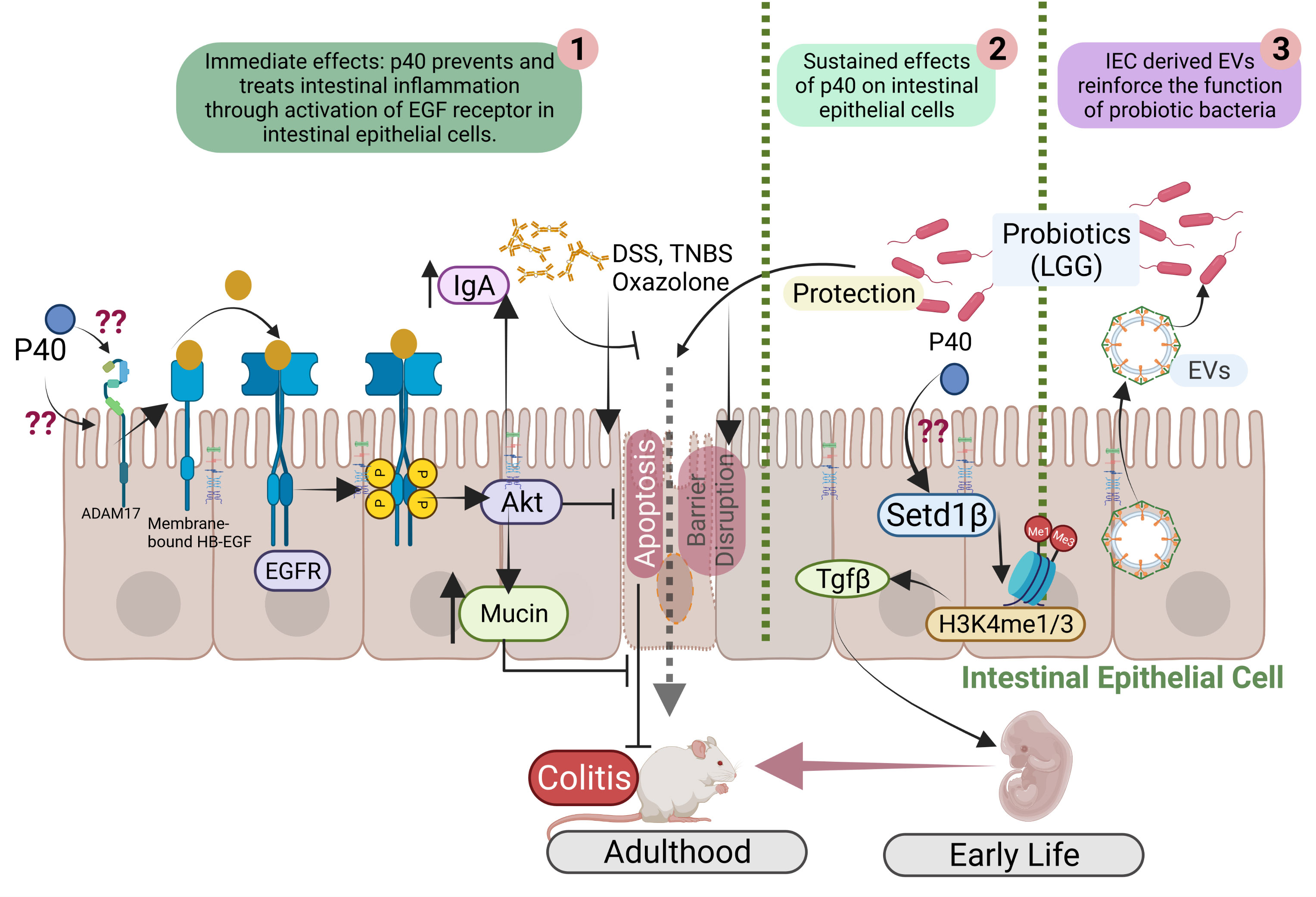 Frontiers Interactions Between The Gut Microbiota Derived Functional