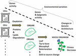 Frontiers | Genes and quantitative genetic variation involved with ...