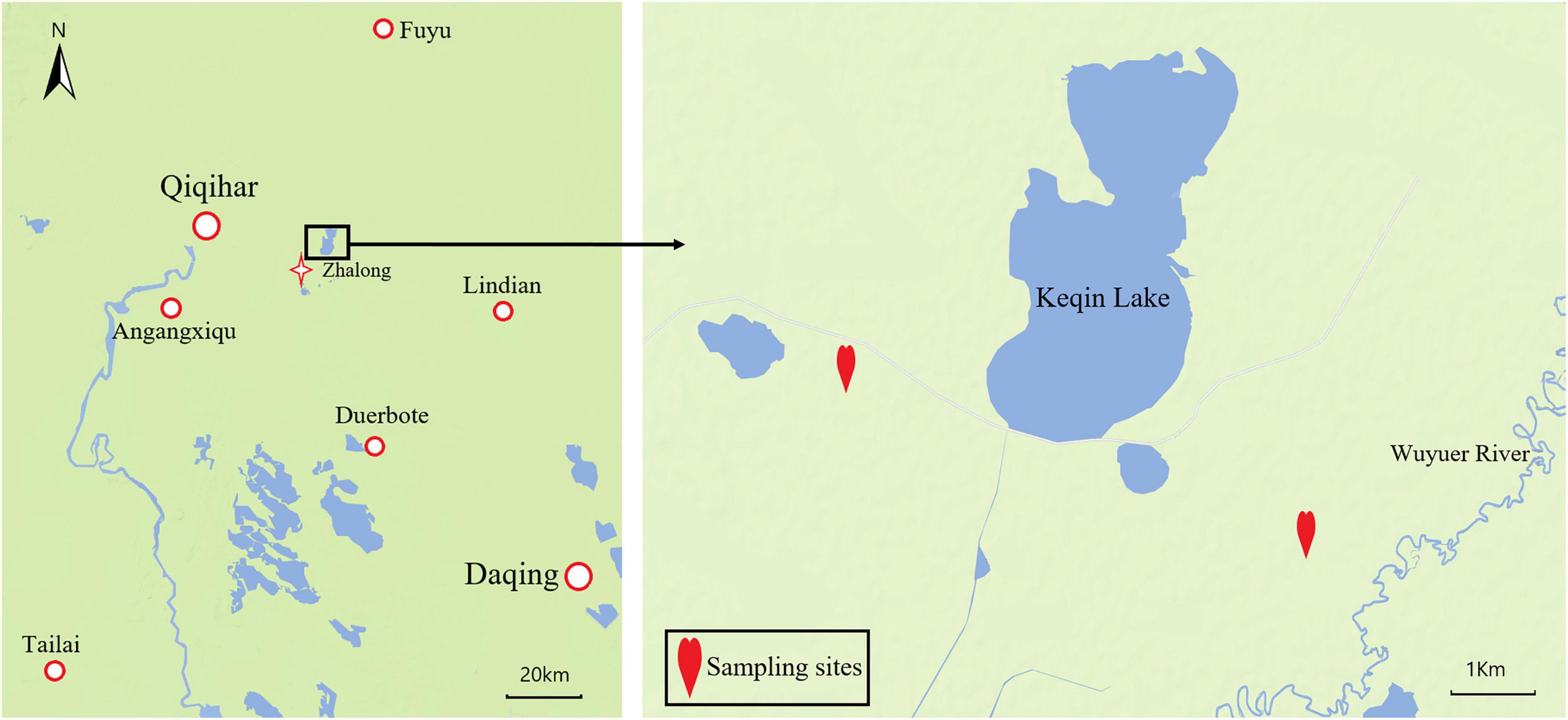 Frontiers Comparative Analysis Of Intestinal Flora Between Rare Wild Red Crowned Crane And White Naped Crane