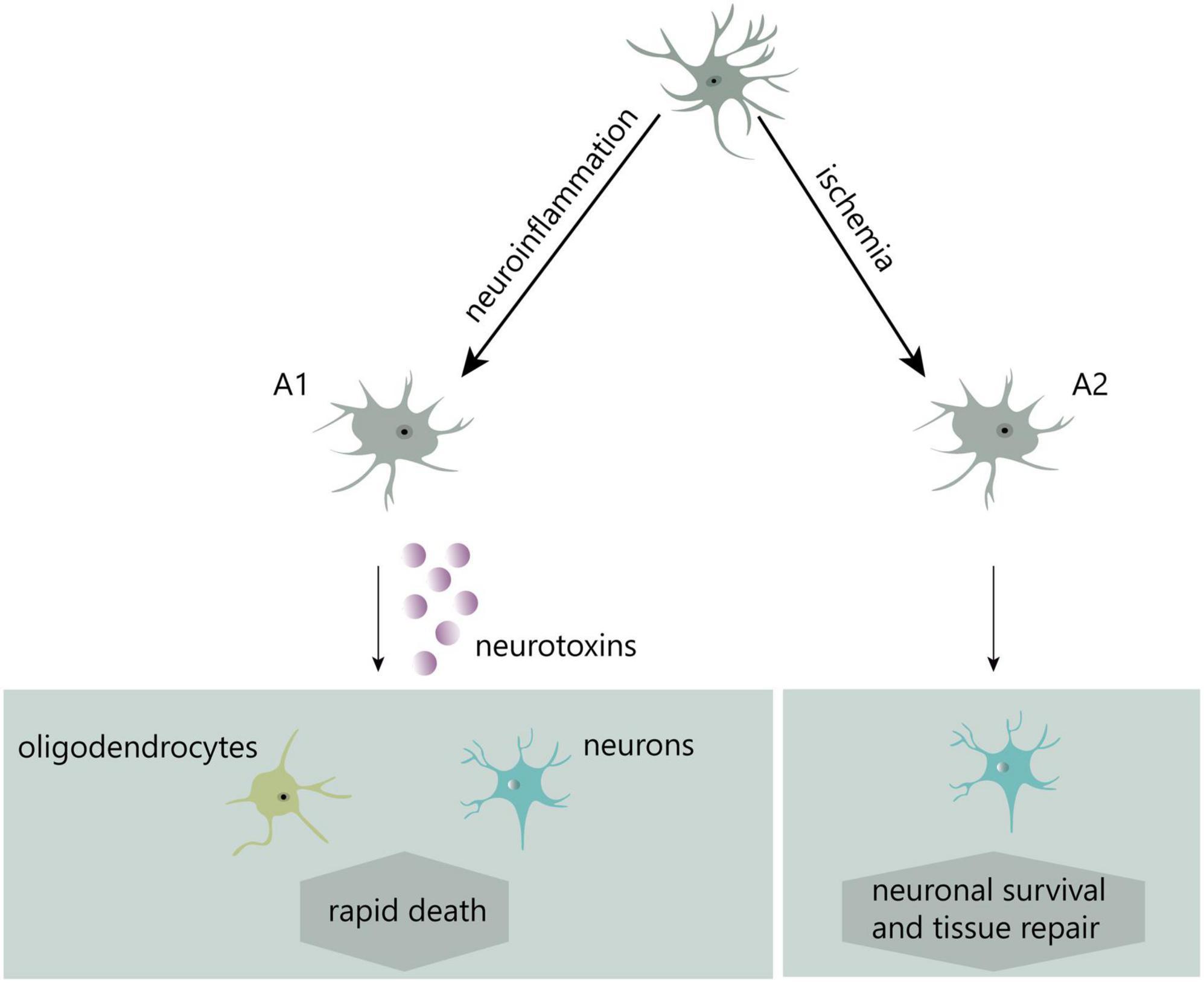 Frontiers | The role of astrocytes in neuropathic pain