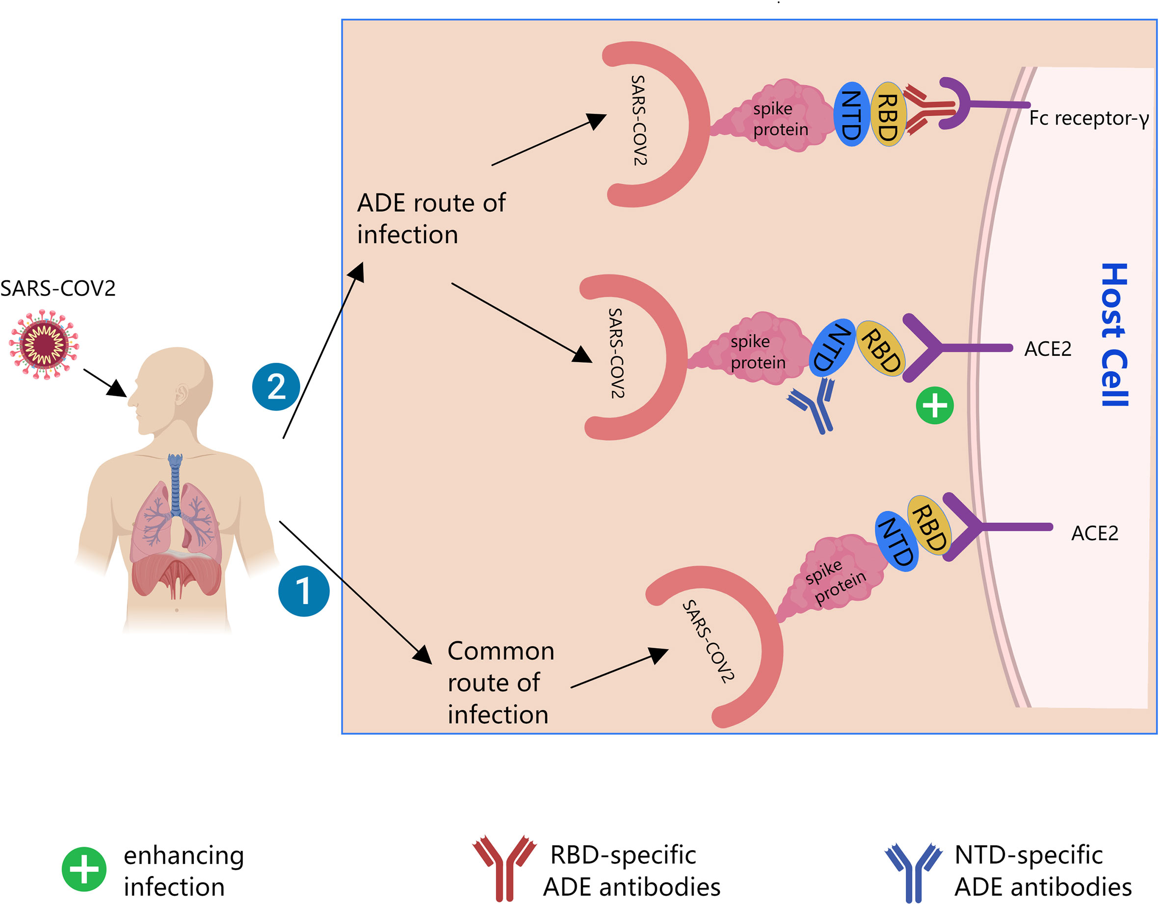 Frontiers Evolving Understanding Of Antibody dependent Enhancement 