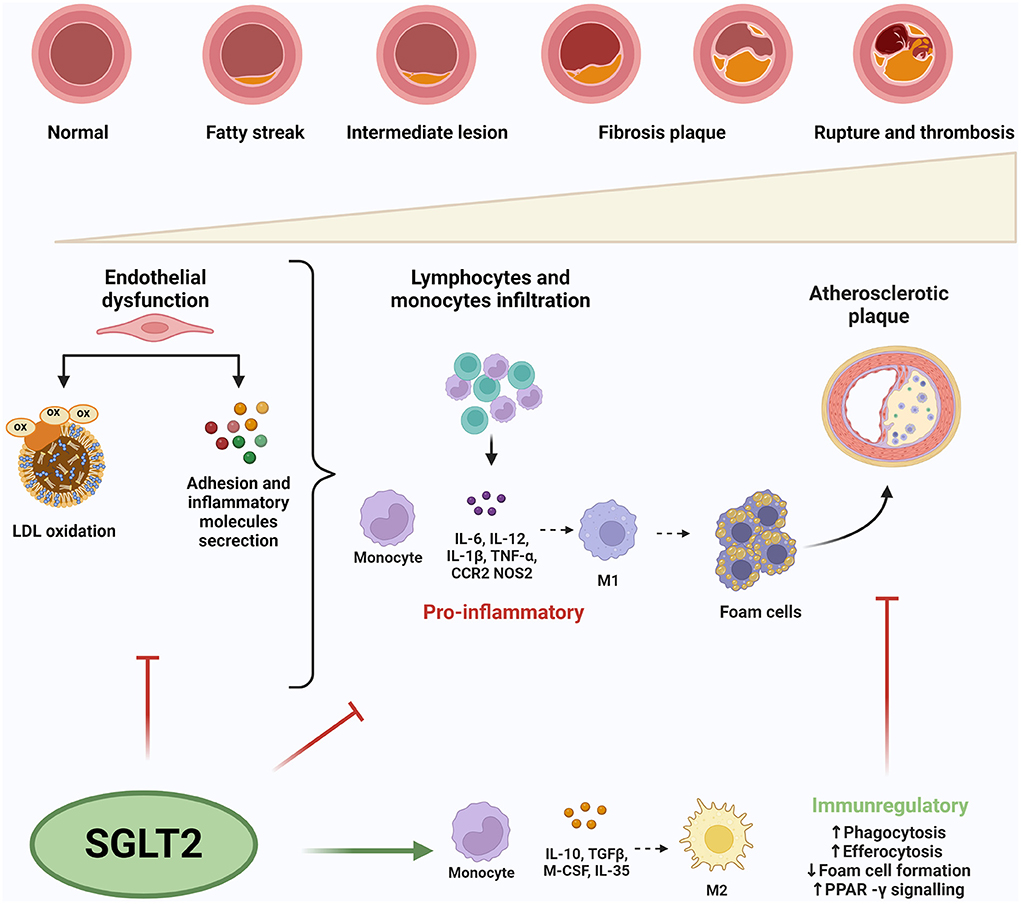 Frontiers | Anti-inflammatory role of SGLT2 inhibitors as part of their ...