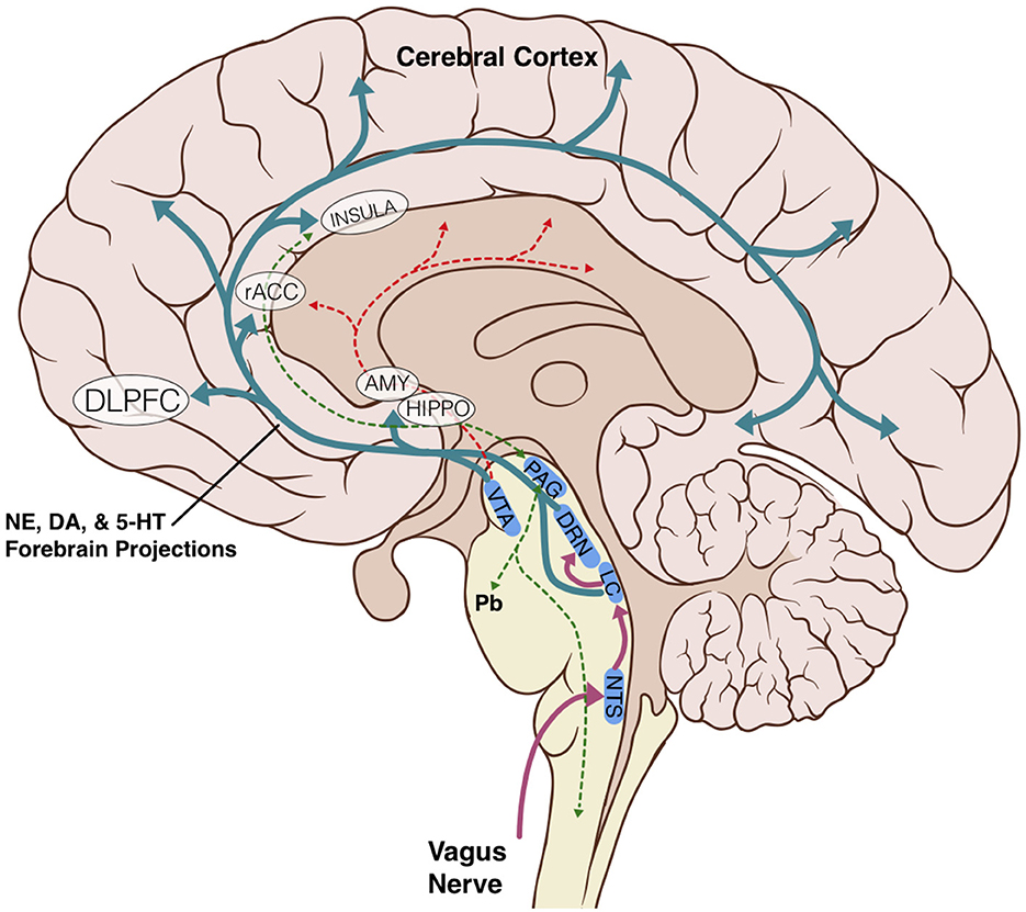 Frontiers  A structural connectivity atlas of limbic brainstem nuclei