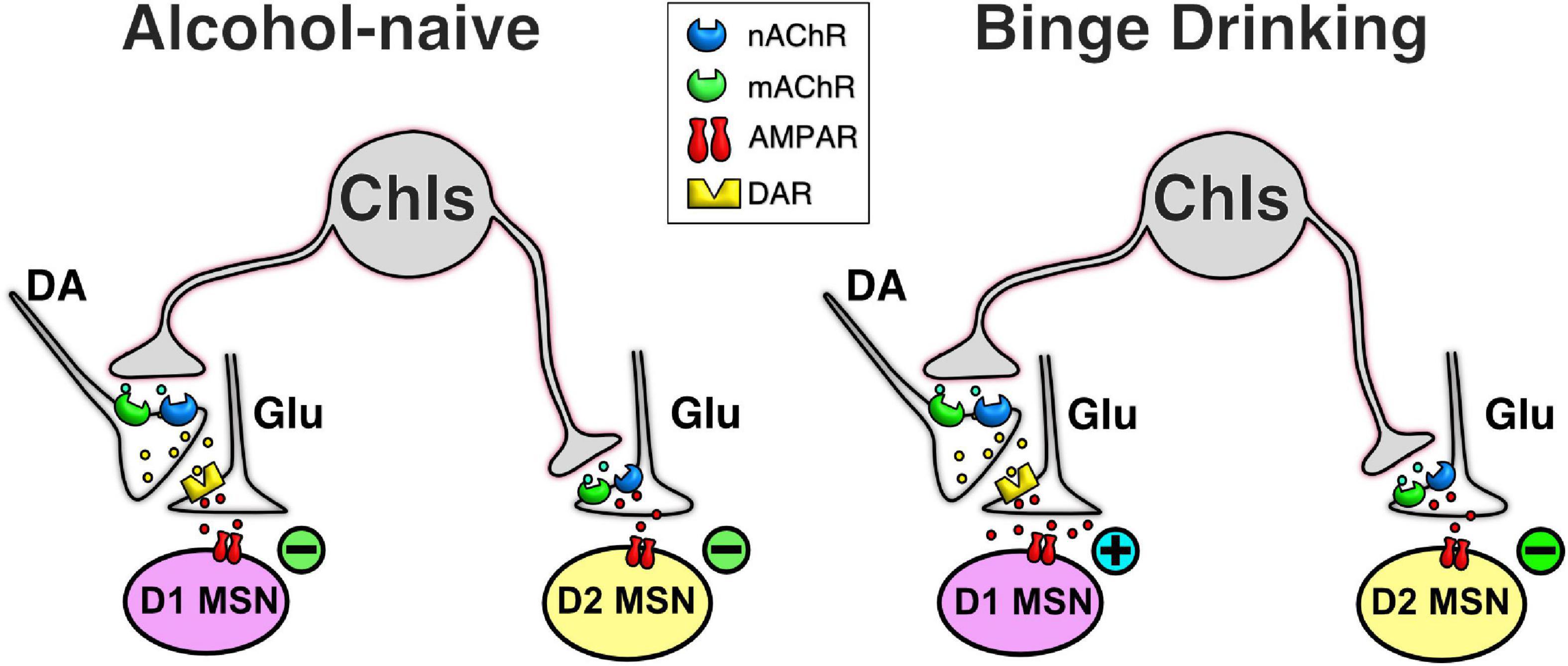 Frontiers | Binge alcohol drinking alters the differential control