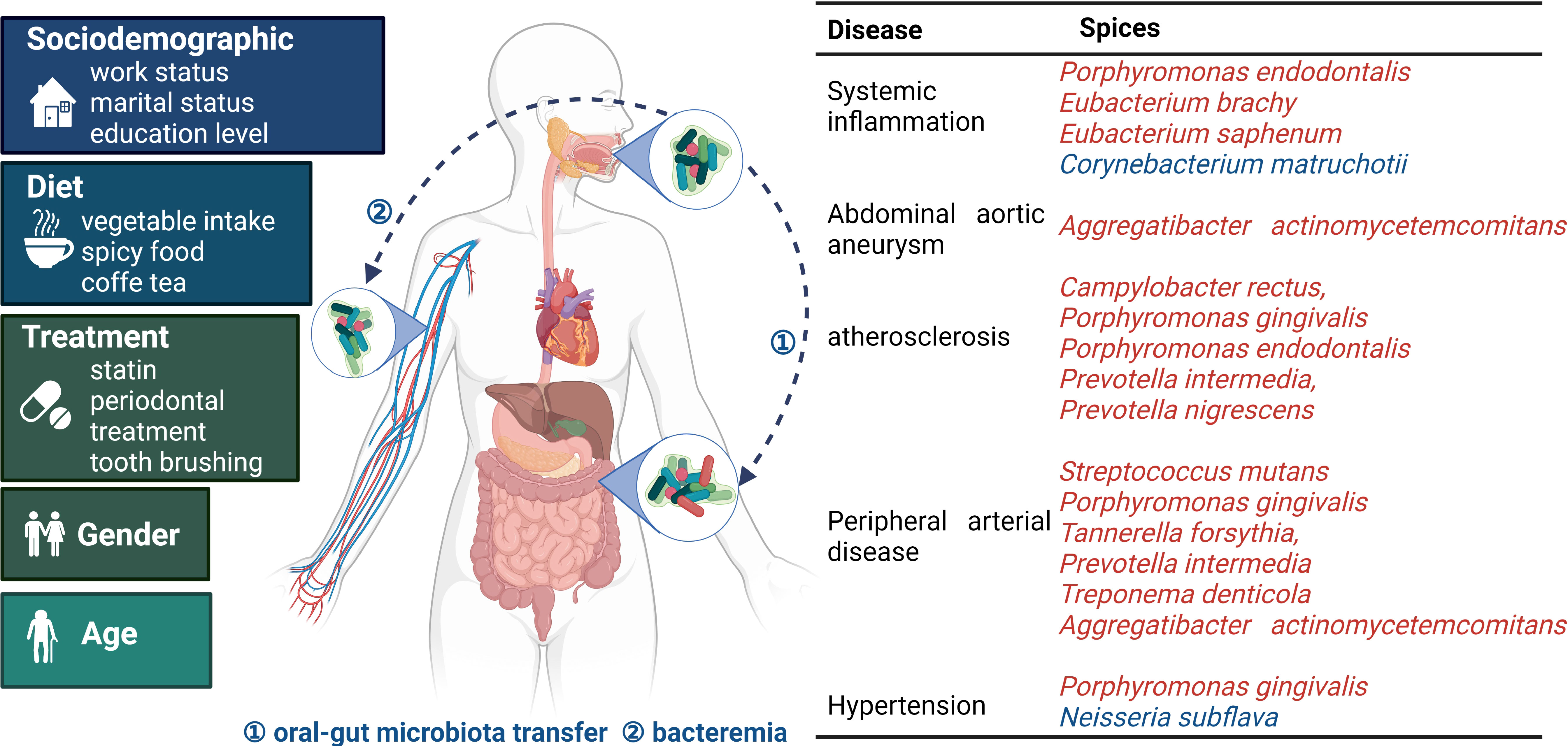 Frontiers  The oral microbiota and cardiometabolic health: A comprehensive  review and emerging insights
