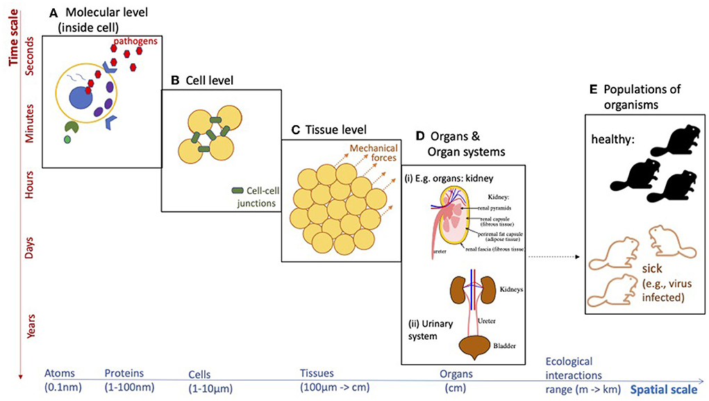 Frontiers Grand Challenges In Mathematical Biology Integrating Multi 