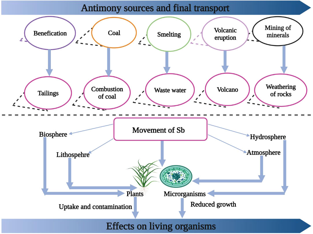 Frontiers | Toxic effects of antimony in plants: Reasons remediation possibilities—A review
