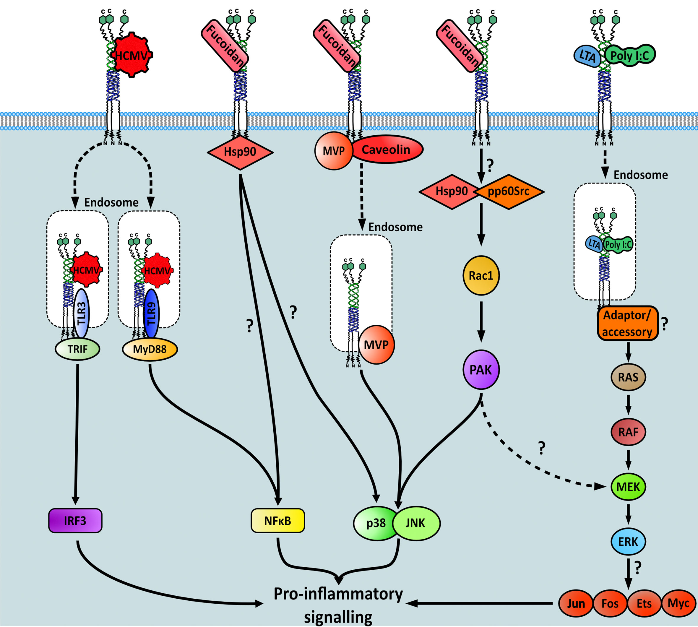 Frontiers | The role of macrophage scavenger receptor 1 (MSR1) in 