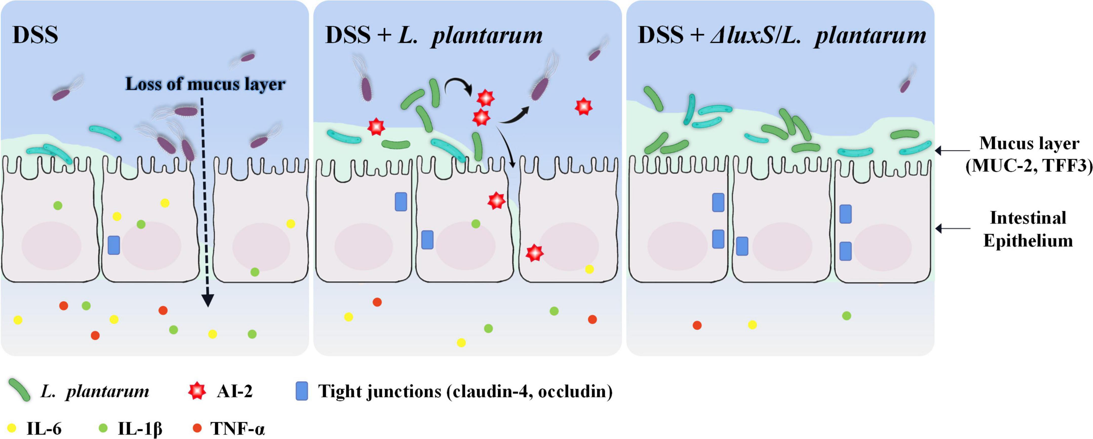 Frontiers | Amelioration of dextran sulfate sodium-induced colitis by ...