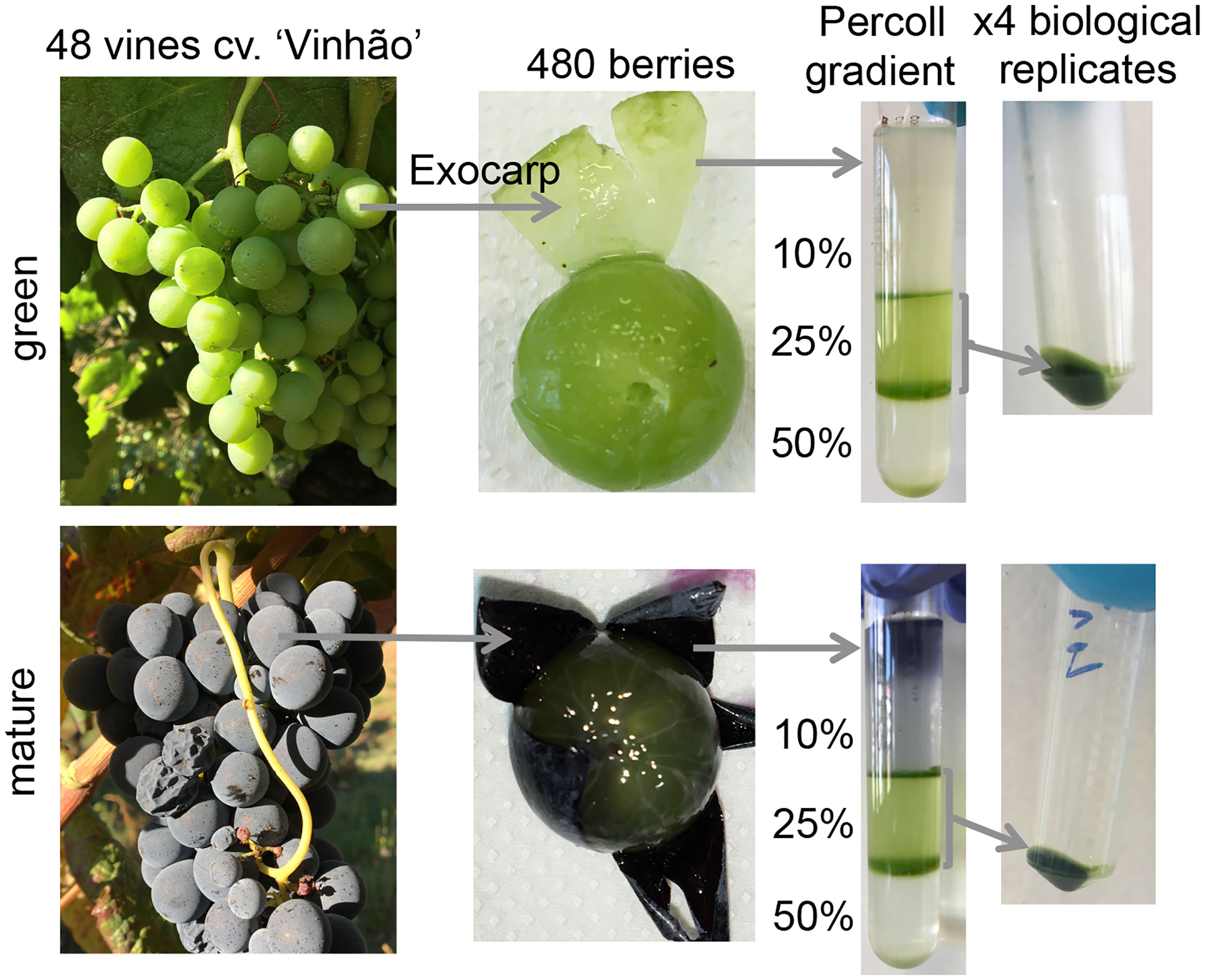 Frontiers | A proteomic analysis shows the stimulation of light reactions and inhibition of the Calvin cycle in the skin chloroplasts of ripe red grape
